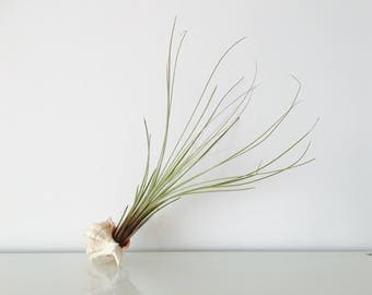 Air plant - tillandsia - terrarium - tillandsia juncea - giant air plant