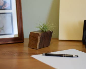 Air Plant Holder made from American Black Walnut