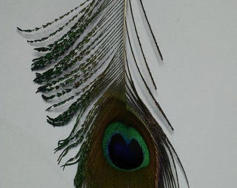A beautiful green Peacock feather is 13cm turquoise reflection