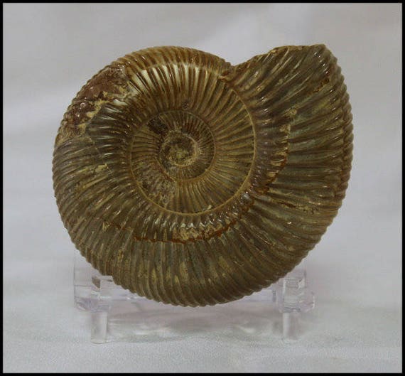 Ribbed Ammonite Fossil Gifts for Him Fossilized Snail Trendy