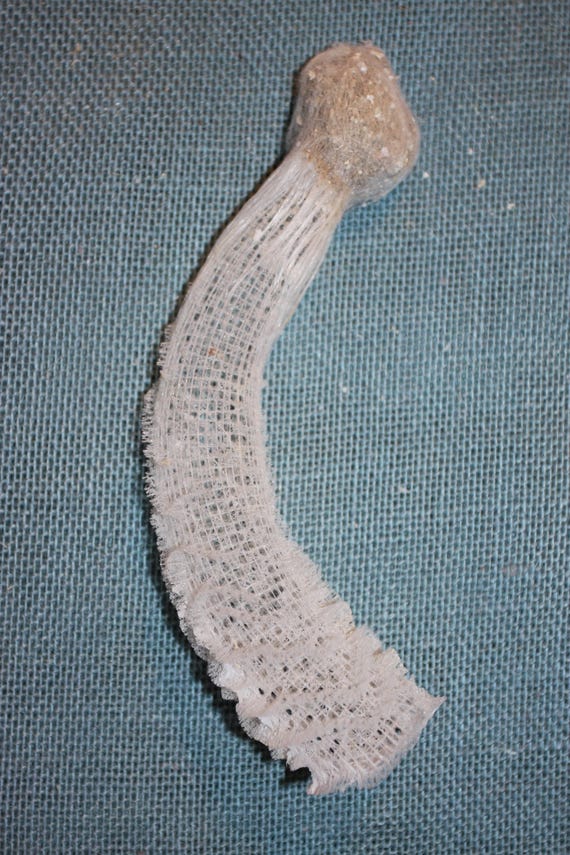 Venus Flower Basket, Japanese Folklore, Collectible Sea Life Sea Sponge