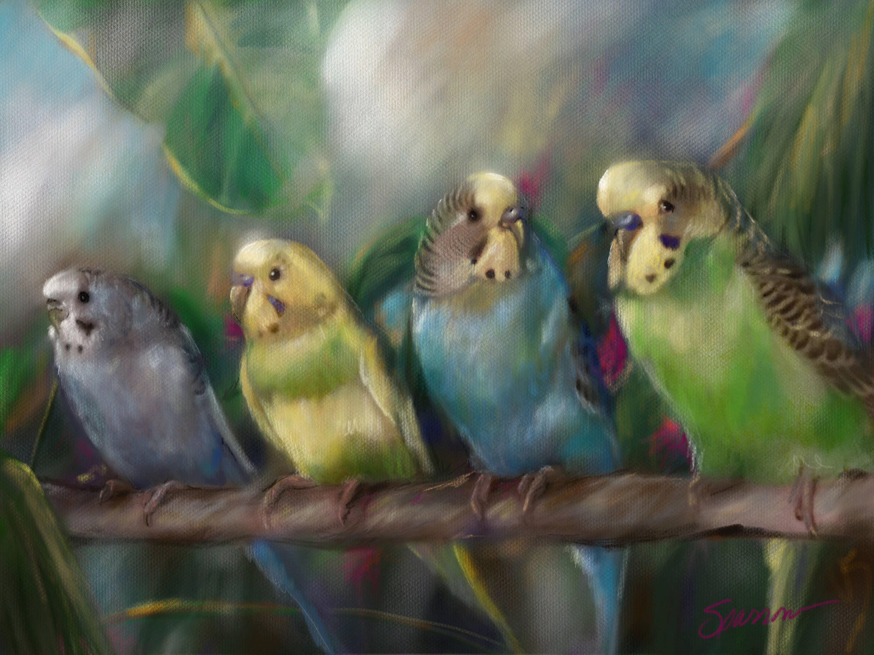 Parakeet Sparrows