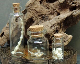 3 Piece Set Rodent Jaws, Tail and Bones in Glass Vials, Specimen Collection, Educational, Natural History, Oddities, Curiosity Cabinet