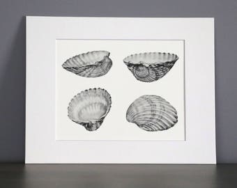 Bivalve Shell study, Botanical Art Print
