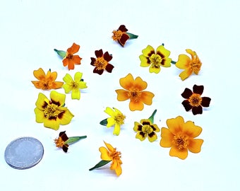 Fresh EDIBLE Marigold flower medley: 100 count-mixture of lemon/tangerine/ red fire. A wonderful edible garnish!