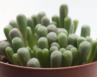 LARGE Succulent Baby Toes, Rare Succulent Unique Succulent Terrarium Plants Plant Cutting Plugs Fenestraria Rhopalophylla Aurantiaca