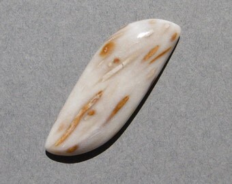 Petrified Palm Wood Cabochon (45X17)