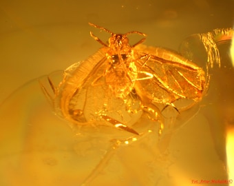 Baltic Amber Inclusion 2484 - PERFECT WINGED APHID!. Genuine Natural Amber 100% Guarantee. Fossil Insect Inclusion. Rare, Unique