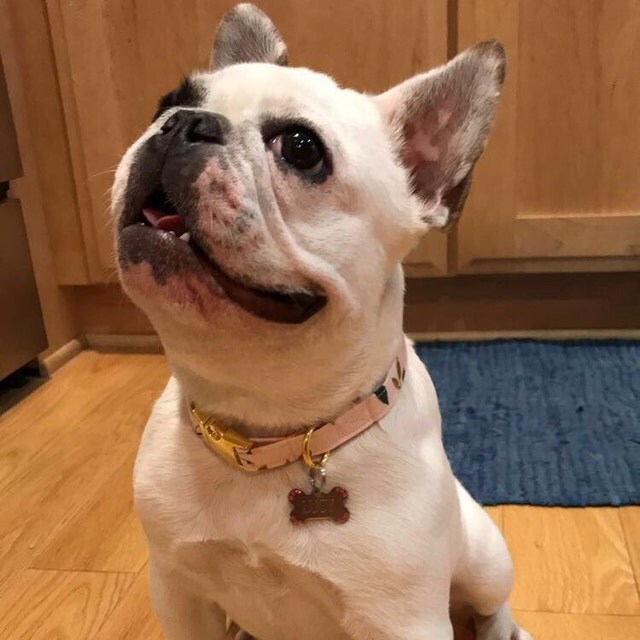 Dog Collar Watercolor Floral Pinks/Corals Rose Gold