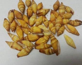 Mixed Bulk Mitra Miter Mitre Shells Spiral Topped Top