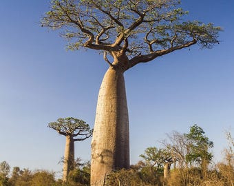 50 Adansonia digitata Baobab Seeds , Cream of Tartar tree, Monkey-bread tree, Lemonade tree