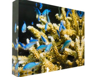 Blue green Damselfish on coral Great Barrier Reef 30x20x4cm Acrylic Photography Print