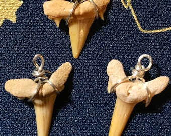 Shark week; wire wrapped shark tooth pendent