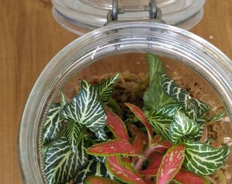 TROPICAL TRANSPARENT JAR TERRARIUM