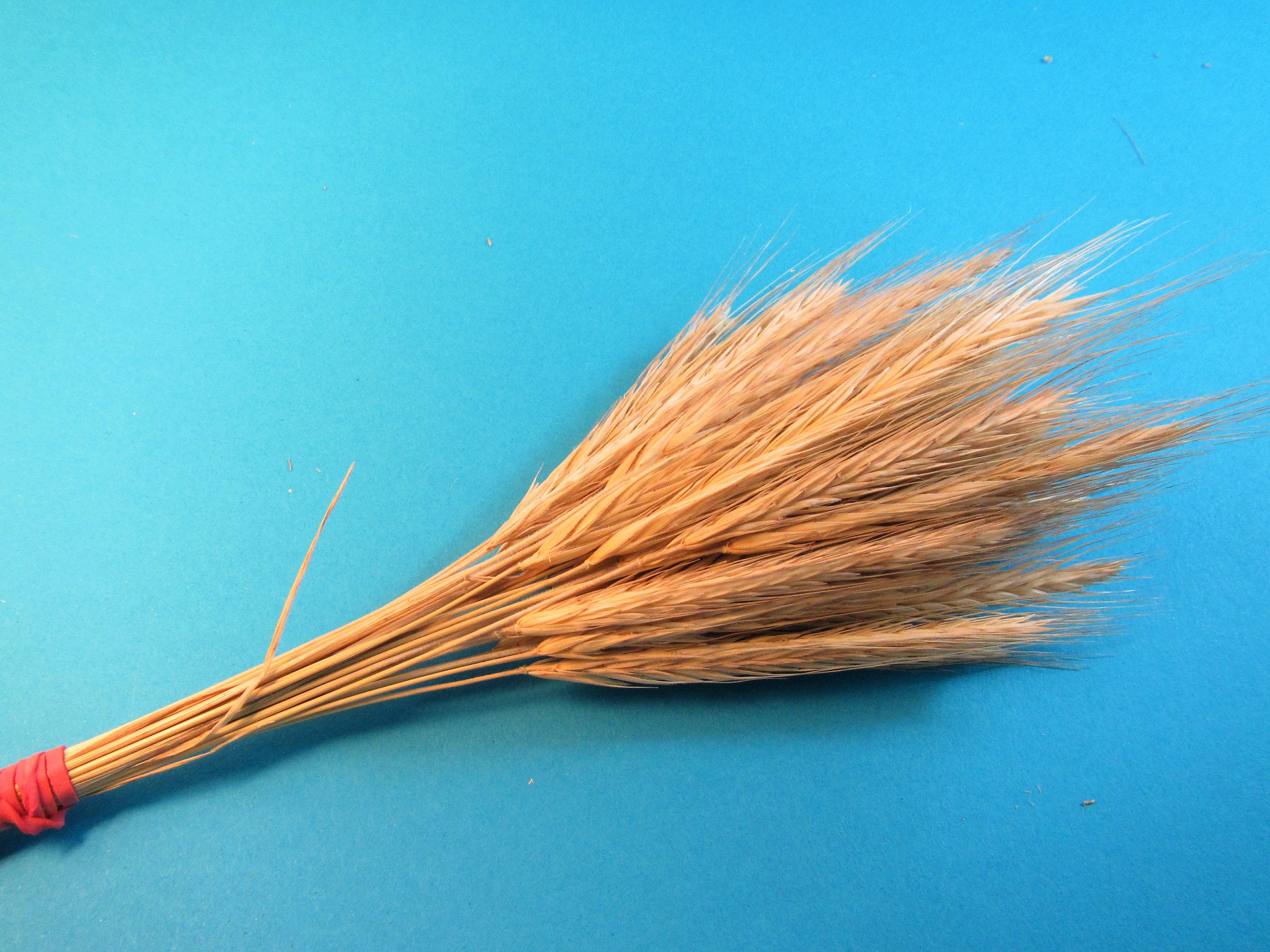30 Dried Rye Stalks 30 Rye Stems Rye Bundle 30 Stalks of