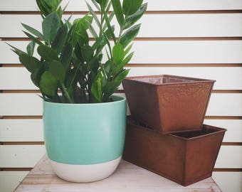 Zamioculcas Zamifolia (ZZ Plant) Cuttings (5)