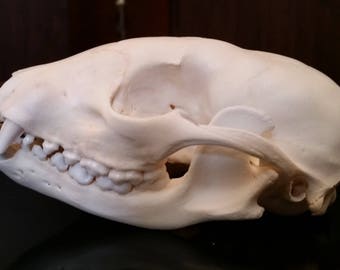 Raccoon Skull - ChippersTaxidermy