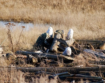 Fine Art Photography of Snowy Owls "Phantoms" Digitial Image File Download, Wild Bird Photography, Printable Art, Photo Stock Image