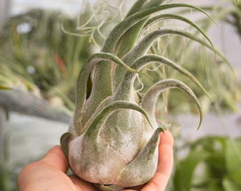 LARGE Air Plant Tillandsia Seleriana, Hanging Air Plant, Cute Boyfriend Gift, Desk Accessories, Succulents, Indoor Plants, Housewarming Gift