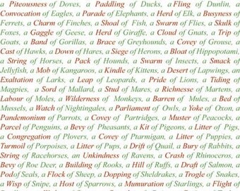 Giftwrap / Poster Print - Collective Nouns For Animals, Birds... - 700 x 500mm