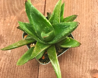 Succulent Plant - Aloe