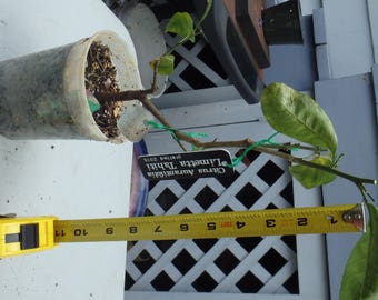 citrus Limetta Tahiti, live grafted plant 2-3 year old