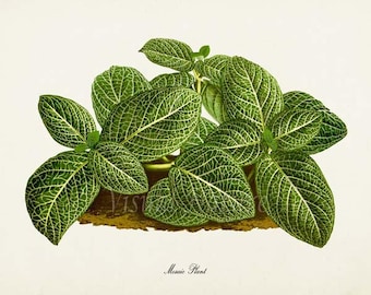 plant art