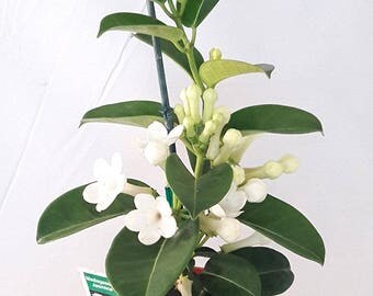 Madagascar Jasmine Plant - Stephanotis/Bridal Wreath - 4" pot