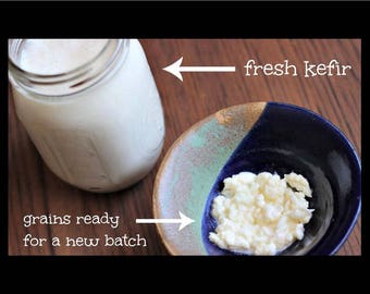 Live Organic Raw Milk Kefir Grains from Grass Fed Cows - Probiotic
