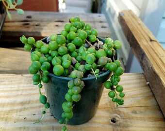 Senecio Rowleyanus String of Pearls Succulent growing in a 4 inch Pot