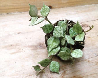 Rare! Hoya Curtisii Plug (1)