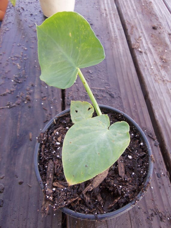 Elephant Ear Plants Alocasia Plants Baby Elephant Ear plants