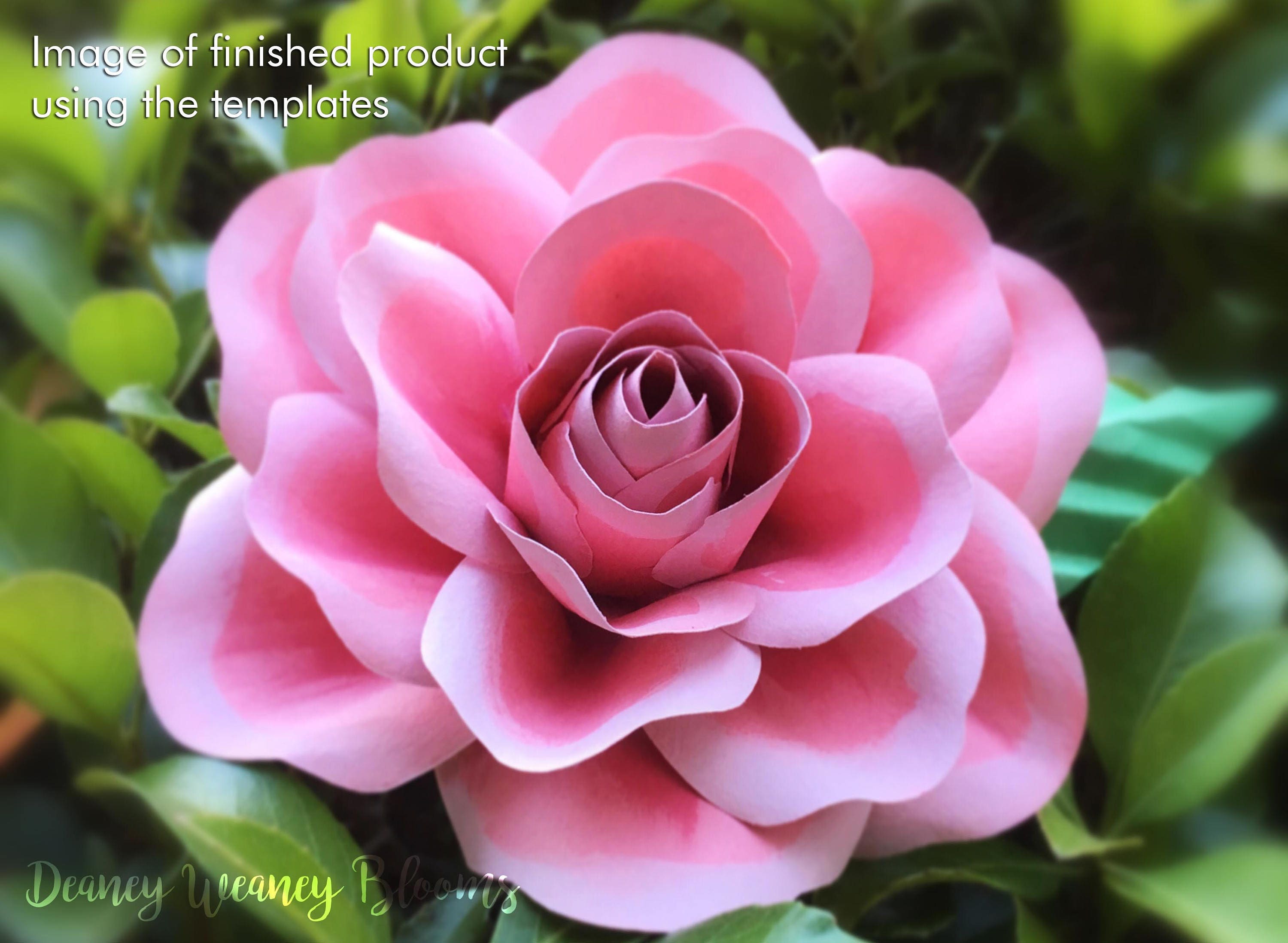 Free Free 236 Flower Svg Cricut Rose Cricut Flower Template SVG PNG EPS DXF File