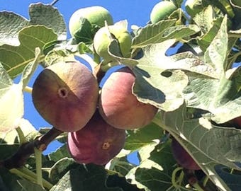 7 Fig Tree Cuttings; Fresh Fig Cuttings