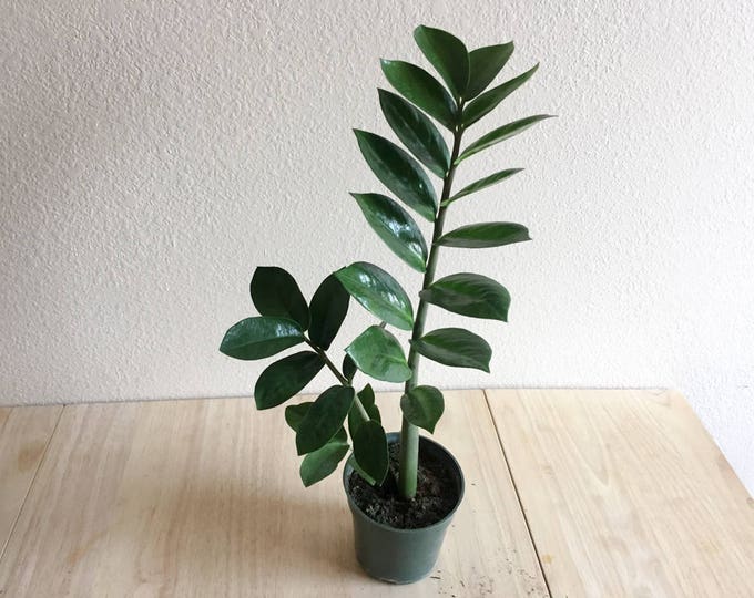 Zamioculcas Zamiifolia ZZ Plant Aroid Palm Potted Plant ZeeZee Plant Indoor Live Plant House Plant Office Plant Aroid Palm Fast Shipping