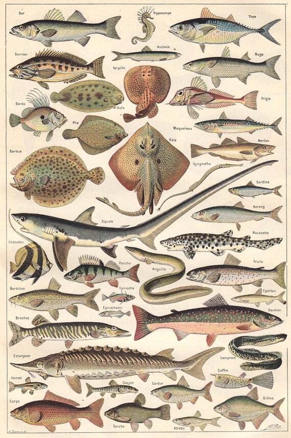 French Fish Chart Antique Marine Biology Poster Fish