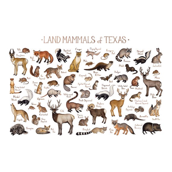 texas-land-mammals-field-guide-art-print-animals-of-texas