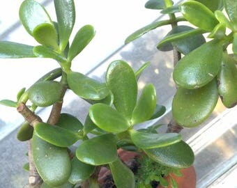 Organic Crassula Ovata Jade Plant Succulent Cutting Jade Plant (1) Clippings . great for fairy garden//mini garden