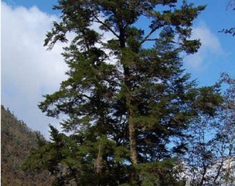 100 Chinese Hemlock Tree Seeds, Tsuga Chinensis