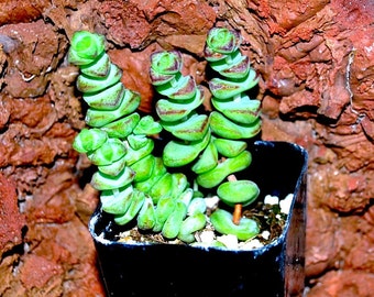 Crassula ‘Baby’s Necklace' 2" Pot