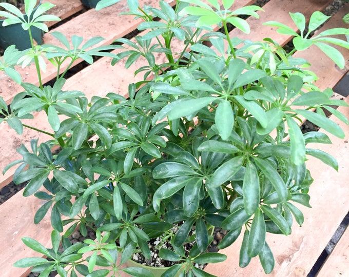 Schefflera Arboricola Beautiful Foliage Dwarf Umbrella Tree, Larger Size House Live Plant Office Plant Indoor Plant, Apartment Decor