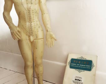Acupuncture model