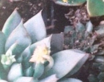 Bookmark "Succulents" (flowers garden)