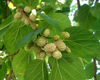 White Mulberry / Morus Alba (fat short) - 25 seeds