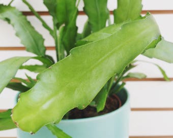 Limited and HARD TO FIND! Golden Orchid Cactus Cutting (1)