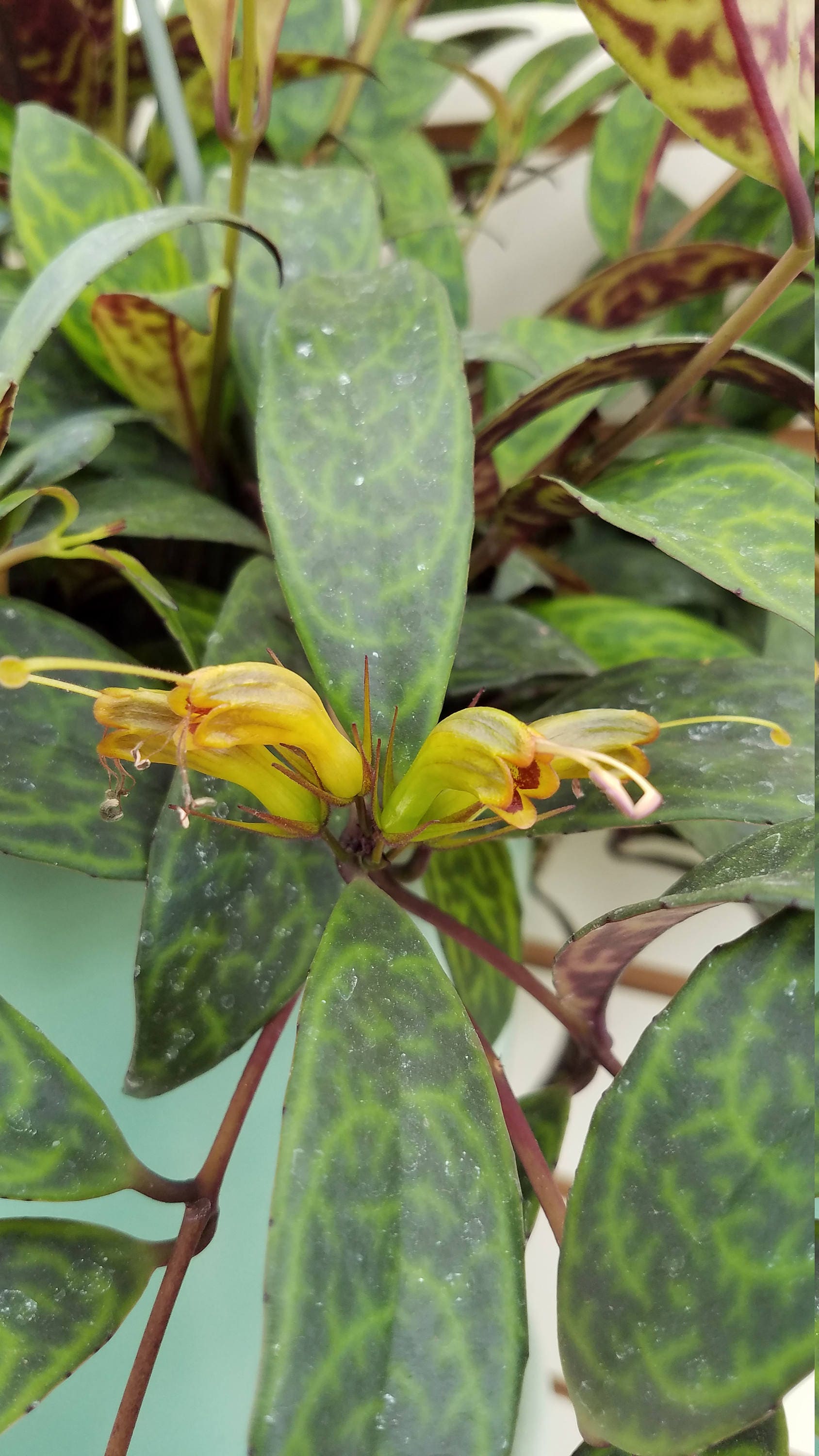 BLOOMING Lipstick Black Pagoda Hanging Plant