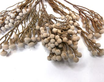Natural Dried Brunia/Silver Brunia/Dried Flowers/Dried floral arrangement/natural dried plant/Floral bouquet