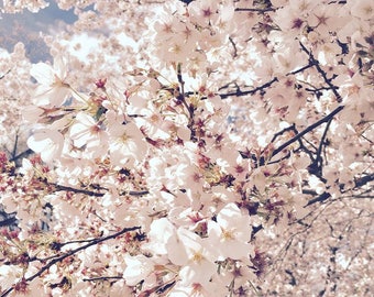 Cherry Blossom Full Bloom