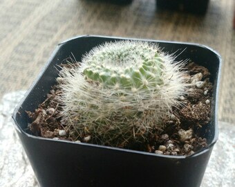 Mammillaria decipiens spp. camptotricha