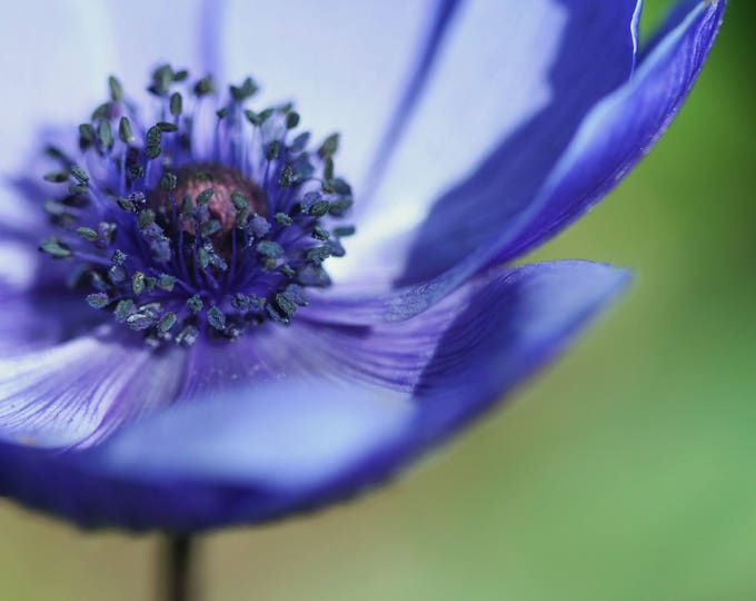 Purple peony A6 Greetings Card